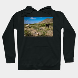 Criollo Cattle on the Open Range Hoodie